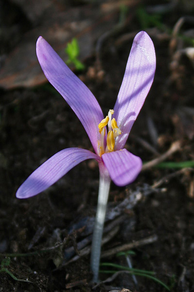 Colchicum gonarei, Colchico del M. Gonare