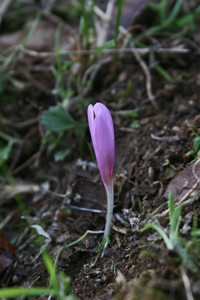 Colchicum gonarei, Colchico del M. Gonare