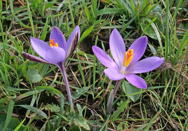 Crocus minimus, Zafferano minore, Z. sardo, Zaffaranu aresti, Z. burdu