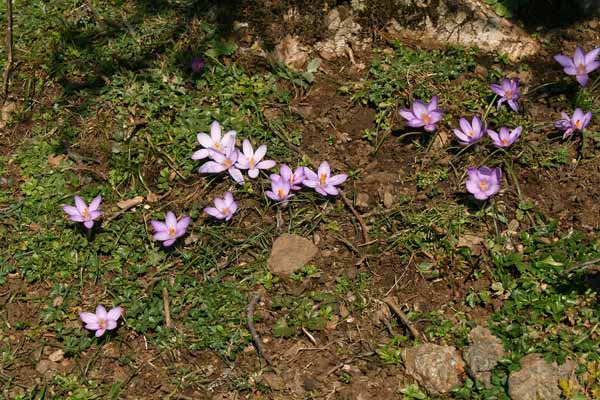 Crocus minimus, Zafferano minore, Z. sardo, Zaffaranu aresti, Z. burdu