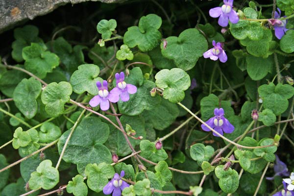 Cymbalaria aequitriloba, Ciombolino trilobo, Cimbalaria, Erba de funtaneddas