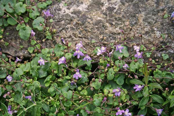 Cymbalaria aequitriloba, Ciombolino trilobo, Cimbalaria, Erba de funtaneddas