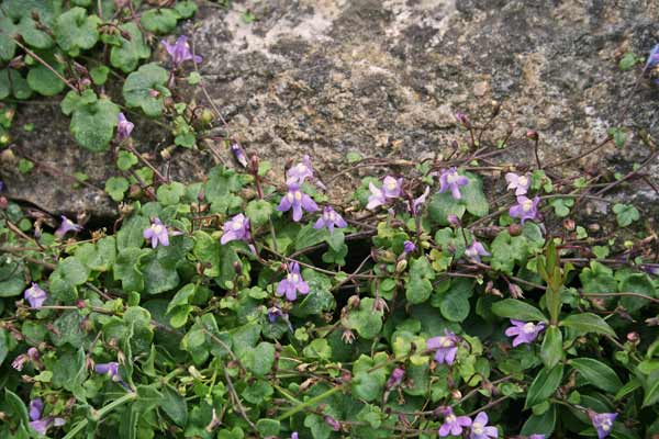 Cymbalaria aequitriloba, Ciombolino trilobo, Cimbalaria, Erba de funtaneddas