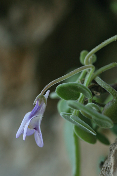 Cymbalaria mulleri, Ciombolino di Mueller