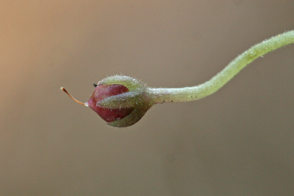 Cymbalaria mulleri, Ciombolino di Mueller