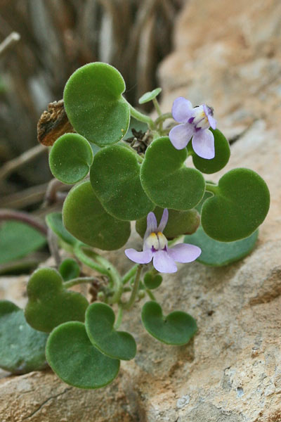 Cymbalaria mulleri, Ciombolino di Mueller