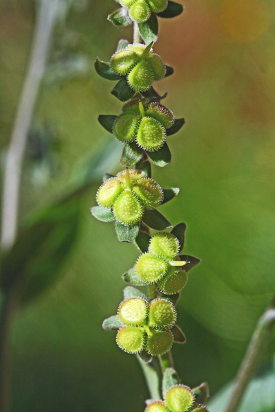 Cynoglossum barbaricinum, Lingua di cane della Barbagia, Lingua de cani