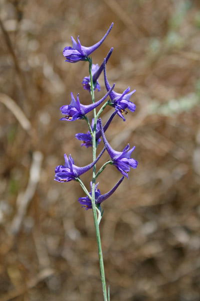 Delphinium longipes, Delfino, Speronella, Delfinus, Iproni di cabaglieri, Isprone de cavalleri, Sproni de cavaglieri