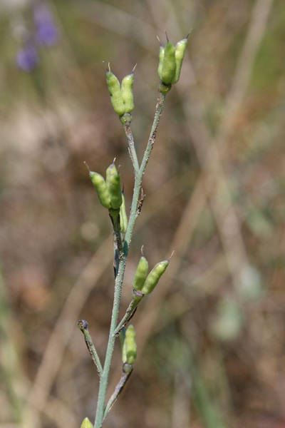 Delphinium longipes, Delfino, Speronella, Delfinus, Iproni di cabaglieri, Isprone de cavalleri, Sproni de cavaglieri