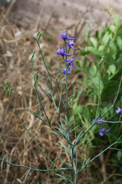 Delphinium longipes, Delfino, Speronella, Delfinus, Iproni di cabaglieri, Isprone de cavalleri, Sproni de cavaglieri