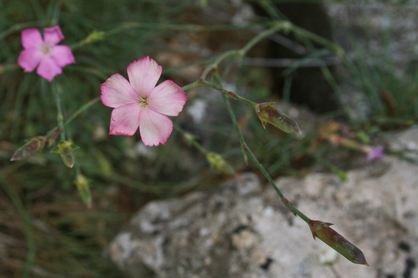 Dianthus cyatophorus, Garofano a coppa