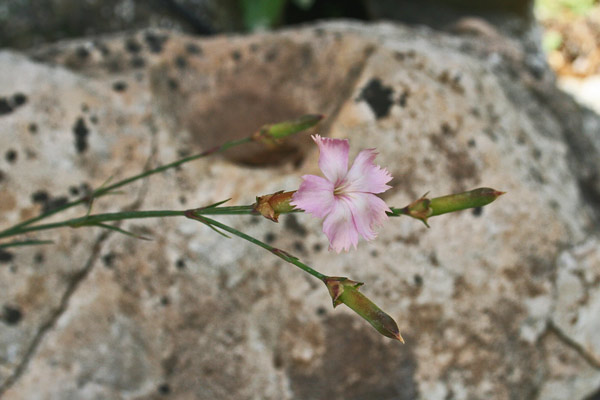 Dianthus cyatophorus, Garofano a coppa