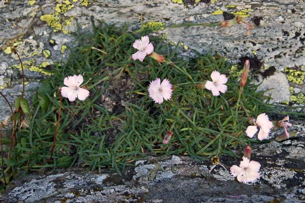 Dianthus genargenteus, Garofano del Gennargentu