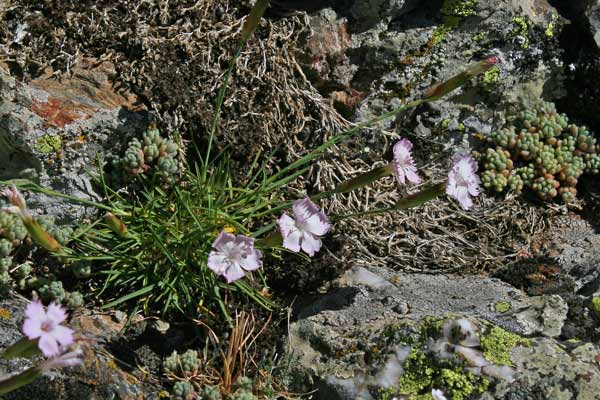 Dianthus genargenteus, Garofano del Gennargentu