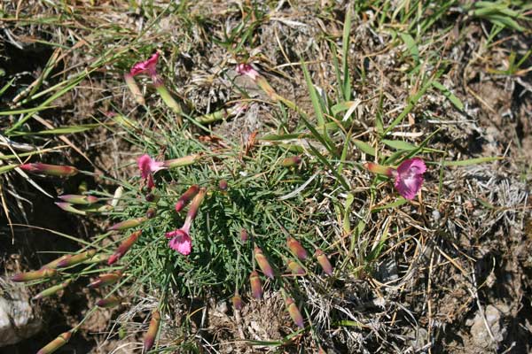 Dianthus genargenteus, Garofano del Gennargentu