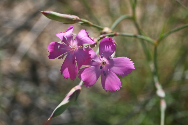 Dianthus morisianus, Garofano di Moris, Gravellinus