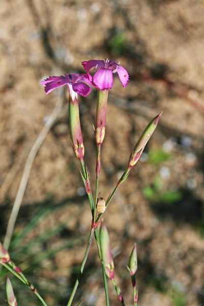 Dianthus morisianus, Garofano di Moris, Gravellinus