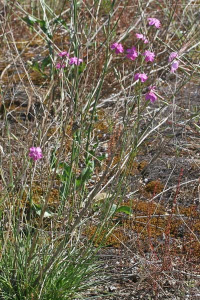 Dianthus morisianus, Garofano di Moris, Gravellinus