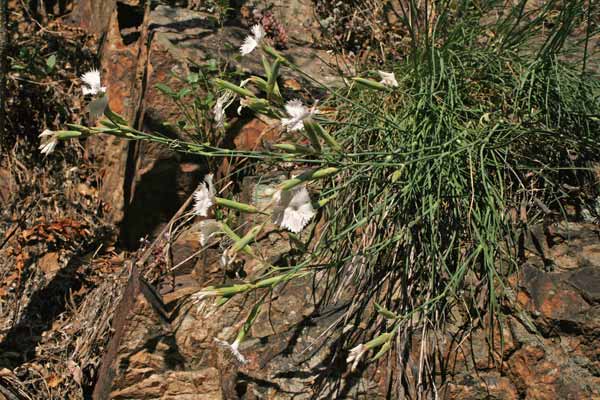 Dianthus mossanus, Garofano di Mossa