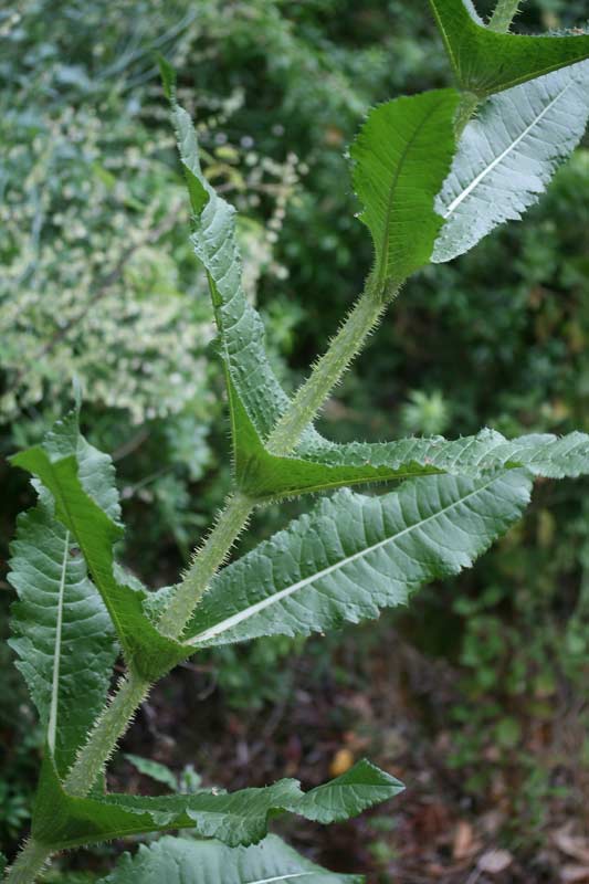 Dipscus valsecchiae, Dipsacus di Valsecchi