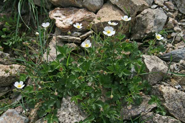 Drymocallis corsica, Cinquefoglia corsa, Cinquefoglie fragolaccia, Potentilla rupestre