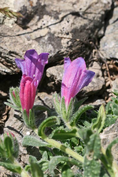 Echium anchusoides, Viperina ancusoide