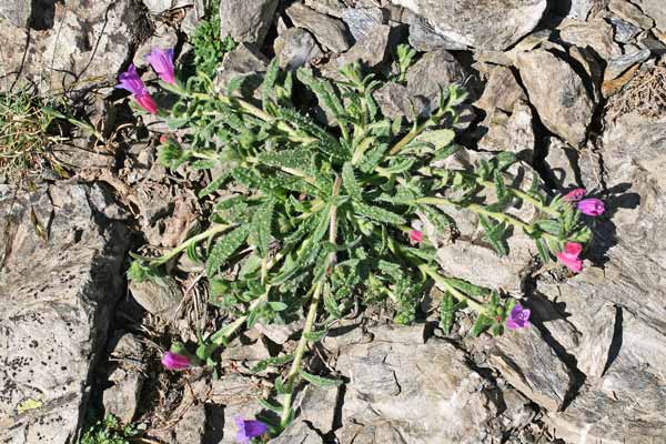 Echium anchusoides, Viperina ancusoide