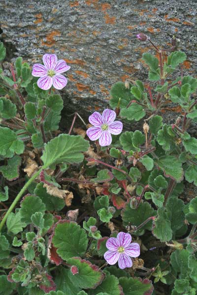 Erodium corsicum, Becco di gru corso, Agullas de S. Maria, Erba de agullas, Frocchitteddas