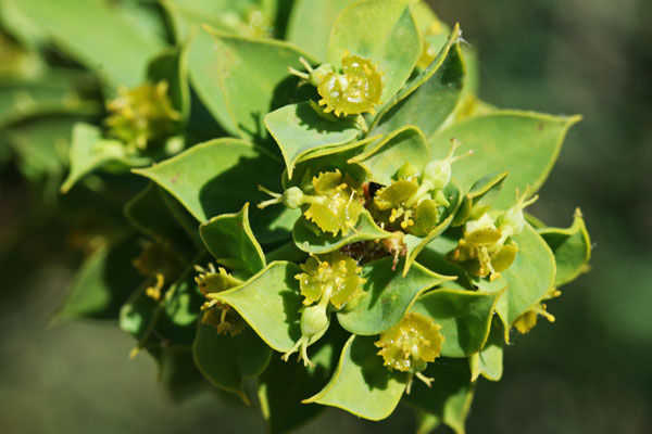 Euphorbia pithyusa subsp. cupanii, Euforbia di Cupani, Caccalettu, Lattorighe, Lua, Runtzedda