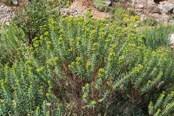 Euphorbia pithyusa subsp. cupanii, Euforbia di Cupani, Caccalettu, Lattorighe, Lua, Runtzedda