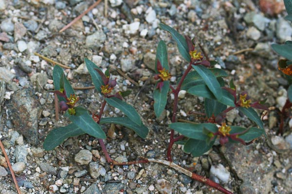 Euphorbia gayi, Euforbia di Gay