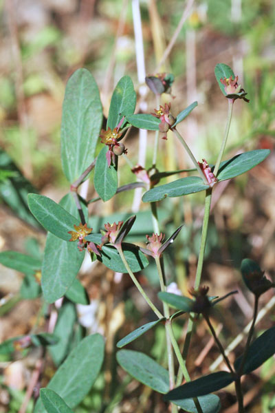 Euphorbia gayi, Euforbia di Gay