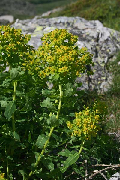 Euphorbia hyberna subsp. insularis, Euforbia isolana, Battiuriga, Lattorighe, Runtza