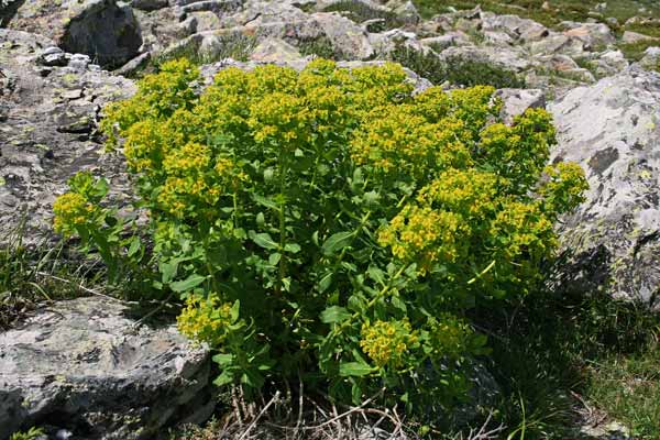 Euphorbia hyberna subsp. insularis, Euforbia isolana, Battiuriga, Lattorighe, Runtza