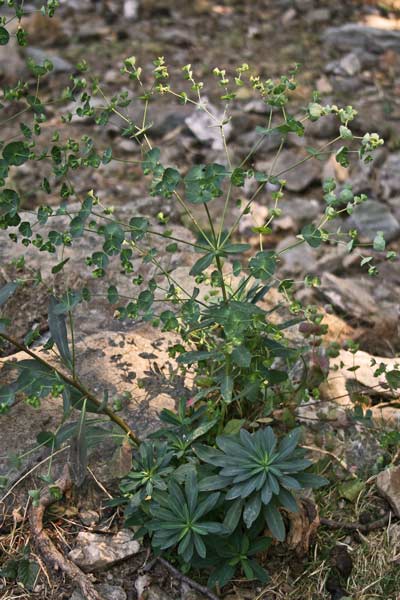 Euphorbia semiperfoliata, Euforbia semiperfogliata, Battiuriga, Cacalettu, Latte cattuligu, Lattorigu, Lua, Luba, Runtzedda, Titimbalu