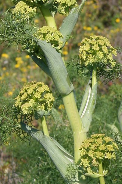 Ferula arrigonii, Ferula di Arrigoni