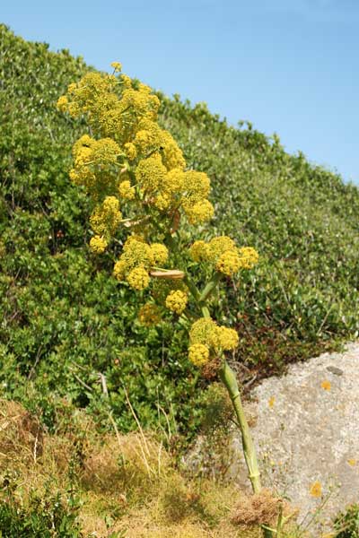 Ferula arrigonii, Ferula di Arrigoni