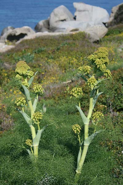 Ferula arrigonii, Ferula di Arrigoni