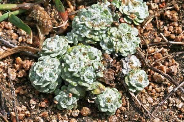 Filago tyrrhenica, Evax di Gallura