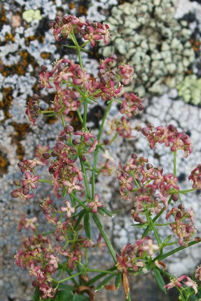 Galium corsicum, Caglio di Corsica, Appodda-appodda