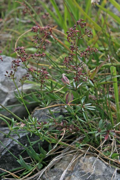 Galium corsicum, Caglio di Corsica, Appodda-appodda