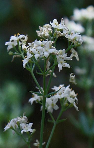 Galium glaucophyllum, Caglio di Sardegna