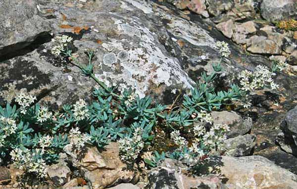 Galium glaucophyllum, Caglio di Sardegna