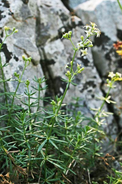 Galium schmidii, Caglio di Schmid, Appodda-appodda