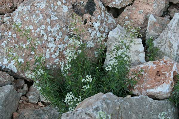 Galium schmidii, Caglio di Schmid, Appodda-appodda