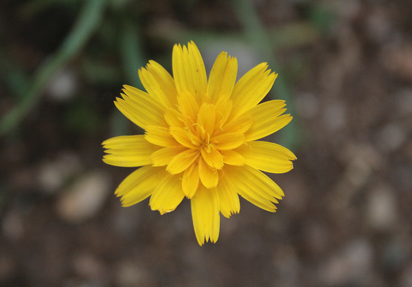 Gelasia callosa, Scorzonera di Sardegna