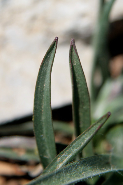 Gelasia callosa, Scorzonera di Sardegna