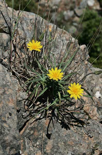 Gelasia callosa, Scorzonera di Sardegna