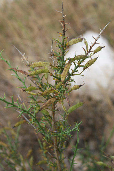 Genista corsica, Ginestra di Corsica, Binistra, Spina de topis, Tiria