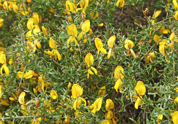 Genista corsica, Ginestra di Corsica, Binistra, Spina de topis, Tiria